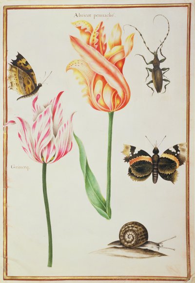 Dos Tulipanes 